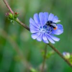 Bildautor: Verein Pro Riet Rheintal Bildlegende: Eine Steinhummel sammelt auf der Wegwarte Nektar und Pollen – wertvolle Nahrung für das Hummelvolk.