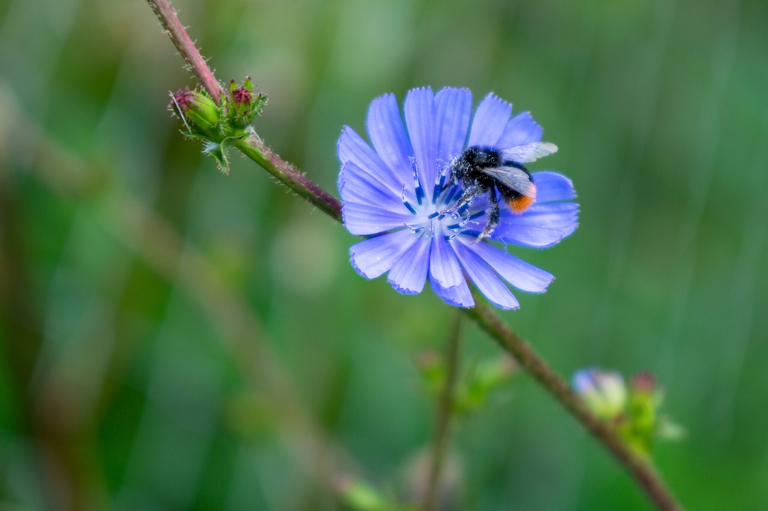 Bildautor: Verein Pro Riet Rheintal Bildlegende: Eine Steinhummel sammelt auf der Wegwarte Nektar und Pollen – wertvolle Nahrung für das Hummelvolk.
