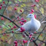 Bildautor: Verein Pro Riet Rheintal Bildlegende: Eine Türkentaube sitzt im Rosenstrauch zwischen reifen Hagebutten, die Vögeln im Winter als wertvolle Nahrung dienen.
